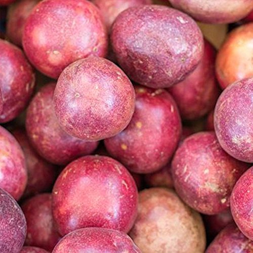 Purple Passionfruit Seeds (Passiflora Edulis) 10+ Tropical Passion Fruit Seeds In 'Frozen Seed Capsules' For The Gardener & Rare Seed Collector - Plant Seeds Now Or Save Seeds For Years #TOP4