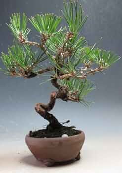 Amazon｜盆栽 黒松【現品】（10002826）｜観葉植物 オンライン通販