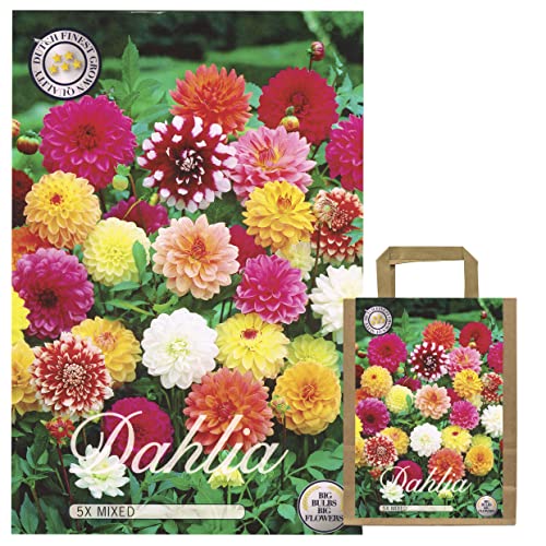 Sommerblumen Dahlien Knollen Blumenzwiebeln Mix Dahlia Bunte Auswahl für Sommer Blume Knolle Blumezwiebel Set Bunte Blüten mehrjährig (5 x Dahlien Border Mix) Sommerblumen Dahlien Knollen Blumenzwiebeln Mix Dahlia Bunte Auswahl für Sommer Blume Knolle Blumezwiebel Set Bunte Blüten mehrjährig (5 x Dahlien Border Mix)