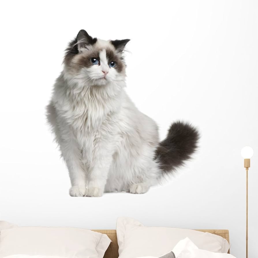 Amazon.com: Wallmonkeys Front Ragdoll Cat Sitting Wall Decal