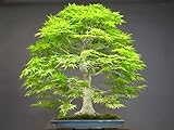 (DRF * Ambizu *) 50 semillas de árboles metasecuoia bosque bonsai semillas – Metasequoia glyptostroboides – Cultiva tu propio kit Bonsai