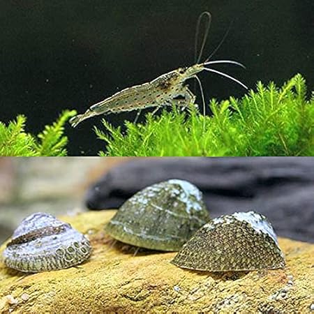 Amazon エビ 貝 コケ対策セット 大型水槽用 ヤマトヌマエビ ２０匹 ｂ品 フネアマ貝 ３匹 Charm チャーム 観賞魚 水中生物 通販