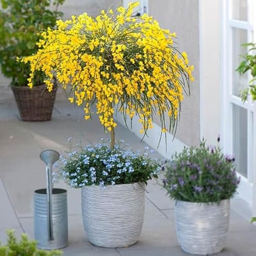 Nojus Bonsai Baum Samen Kollektion Set - Pflanzensamen - Zimmerpflanzen Saatgut - Bonsai Baumsamen Tütchen 7 Sorten - Ideales Zimmerpflanzen Geschenk