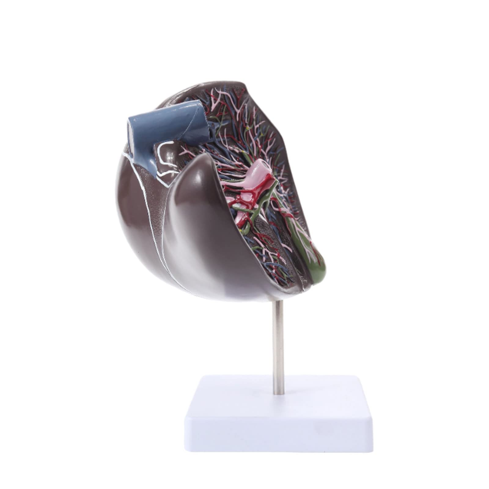 Naturalnej wielkości ludzkiej wątroby Model anatomiczny naczynia woreczka żółciowego Próbka medyczna oddziału wątrobowo-żółciowego Chirurgia trawienna