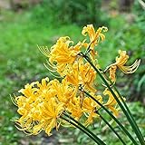 lirio araña Bulbo de Lycoris Bulbos Perennes Flores perennes Bulbos Balcón Plantas Regalos para amantes del jardín Fácil de manejar con aroma Flores amarillas - 8