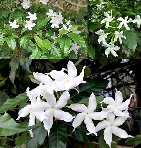 ABEFARIYA Live Desi Tagar (Chandni) Flower Plant | Crape Jasmine Flower Plant - All Time Fragrant White Color Flower Plant with Grow bag -(height 35-40 c.m.) for home gardening (Quantity 1)