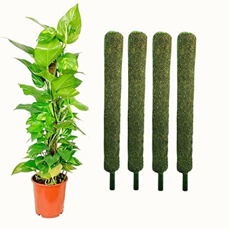 Trendygreens Moss Grass Stick for Climbing Money Plant, Indoor Plants, Housing Plants Support 3 Feet (Pack of 4) (B0C18SKJGR) Amazon Price History, Amazon Price Tracker