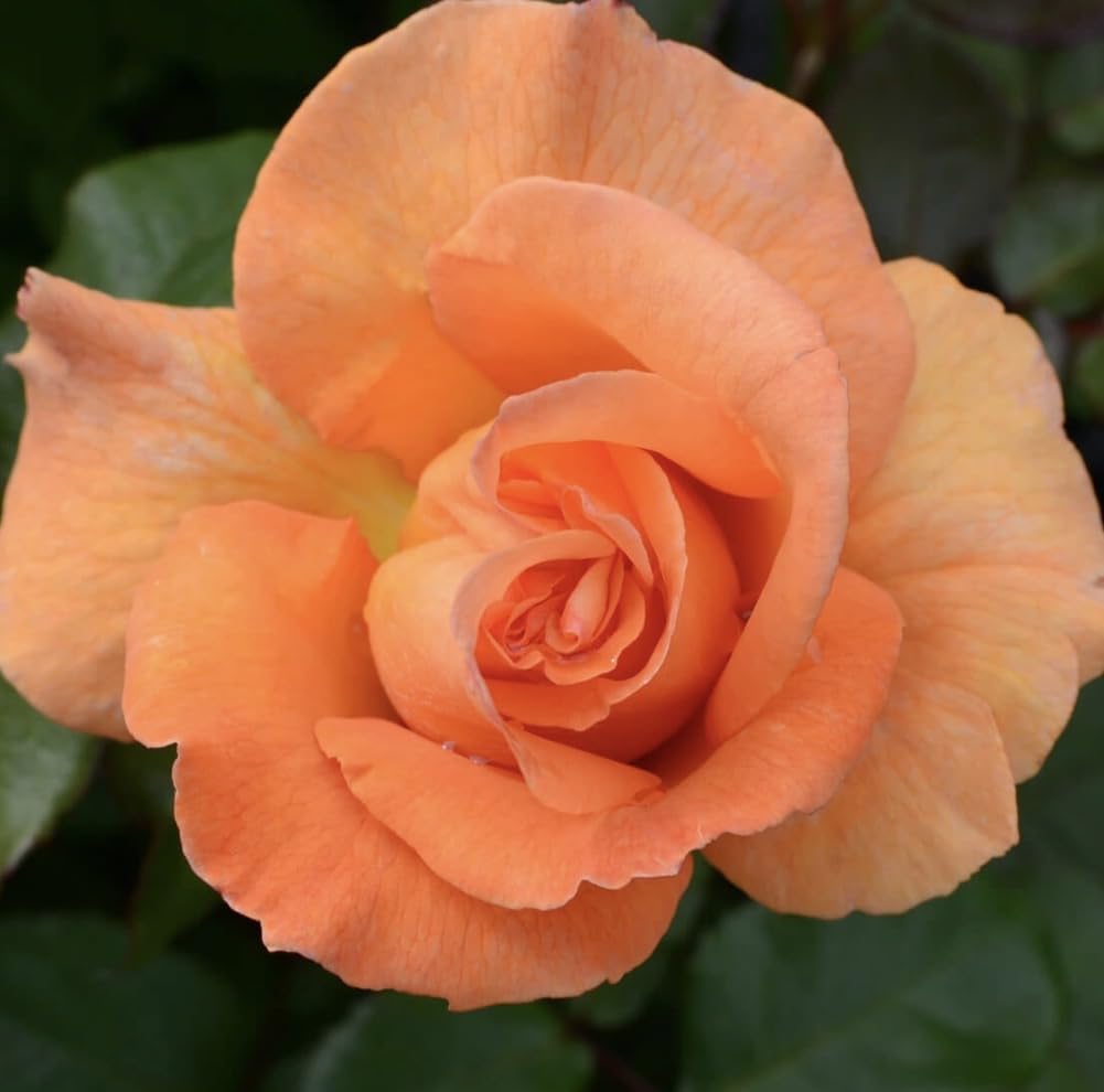 Doris Tysterman Orange Colour Bush Rose Plant in a 3 Litre Pot- Hybrid Tea Bush Rose- Lovely Gift Rose