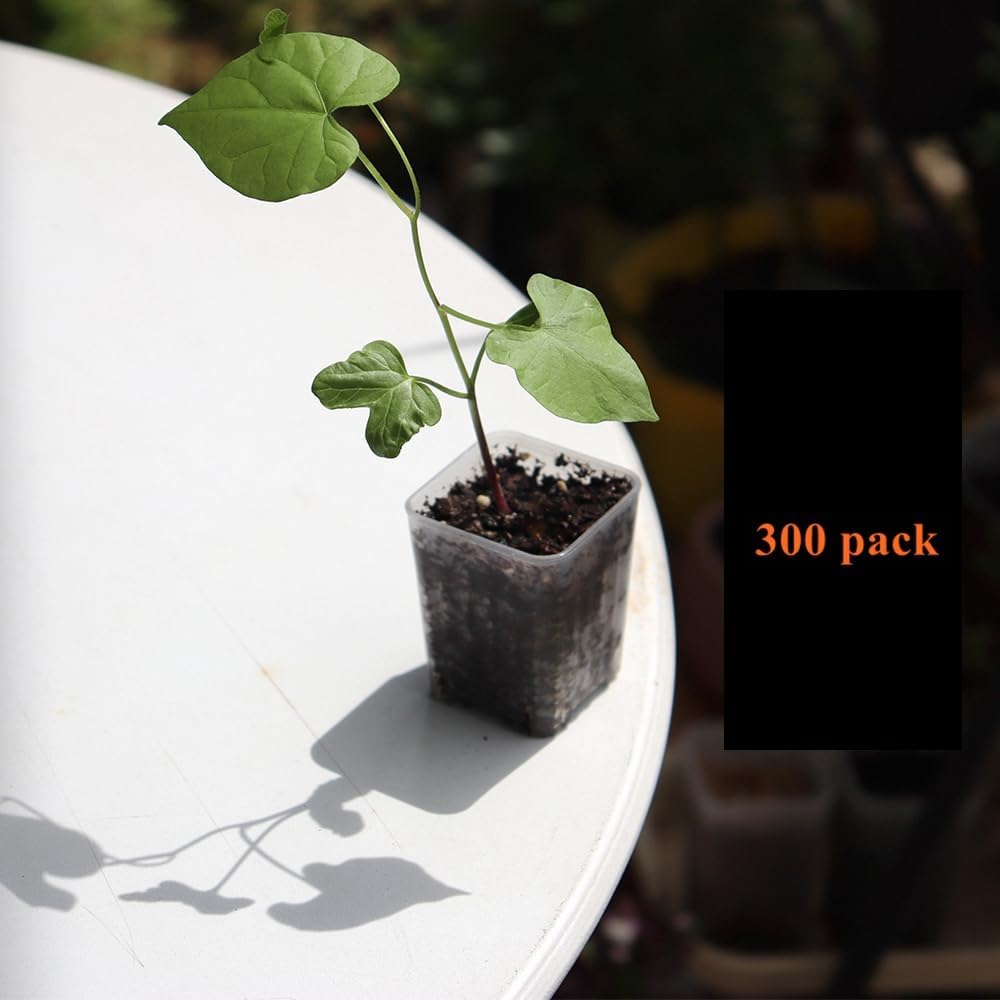 BangQiao 300 Pack 1.55 Inch Tiny Clear Plastic Square Nursery and Seedling Pot, Mini Transplant Seed Starter Planter with Drain Hole for Germination, Herb, Succulent