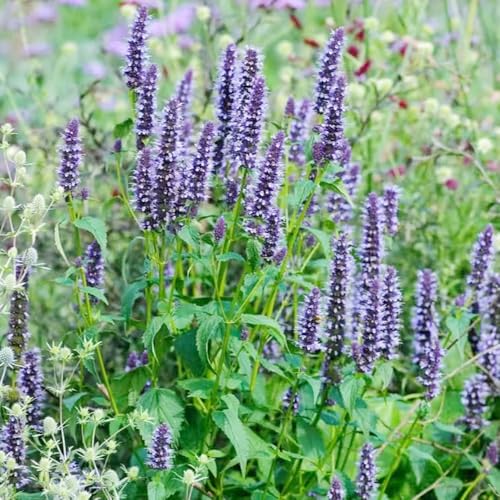 semillas de ortiga perfumada, variedades antiguas semillas de productos sostenibles jardín regalos para 300pcs