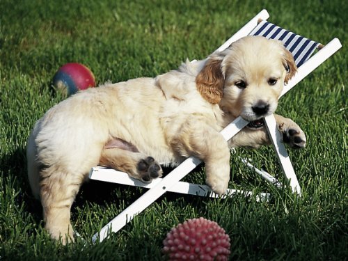 Preisvergleich Produktbild Ravensburger Jigsaw Puzzle - Golden Retriever puppy dog - 500 Pieces by Ravensburger