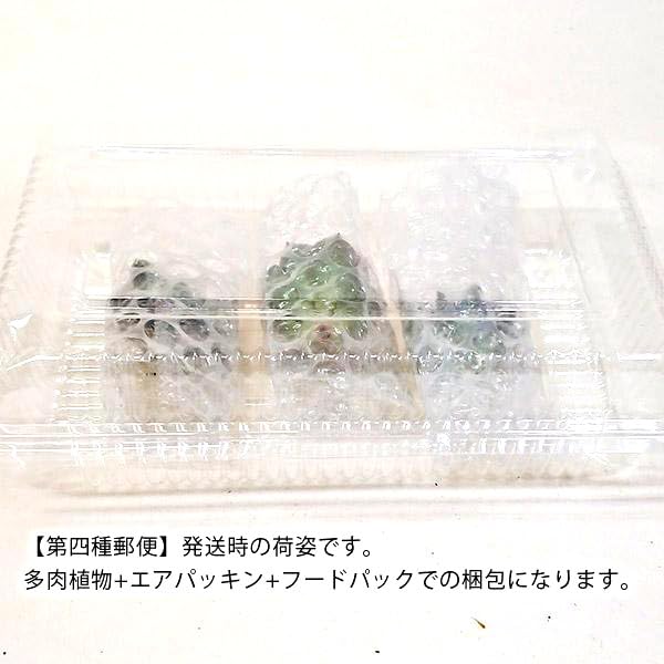 多肉植物 ほんのりピンクの紫麗殿♡カワイイ♡抜き苗 多肉植物 ピンクシフォン 抜き苗の通販 by kanon's shop｜ラクマ