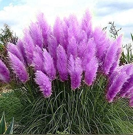 Amazon Sooggi 300粒 パンパスグラスの種 シード 植物種子 ホームガーデン ファーム植栽 園芸 高い発芽率 簡単な栽培 家庭用 植物成長調整剤 Amazon Sooggi 300粒 パンパスグラスの種 シード 植物種子 ホームガーデン ファーム植栽 園芸 高い発芽率 簡単な栽培 家庭用 植物成長調整剤