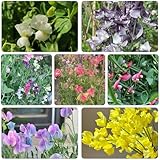 arveja silvestres de balcón semillas de perennes resistentes semillas silvestres balcón invernadero jardín interior decoraciones jardín para exteriores 200pcs