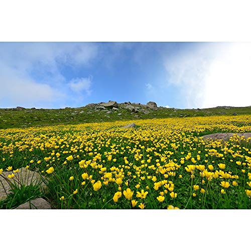 Rompecabezas De Flores De Pavo, Juegos De Entretenimiento Para Niños Y Adultos Juguetes De Descompresión 500/1000/1500/2000/3000/4000/5000/6000 Piezas 0122 ( Color : Partition , Size : 6000 pieces )