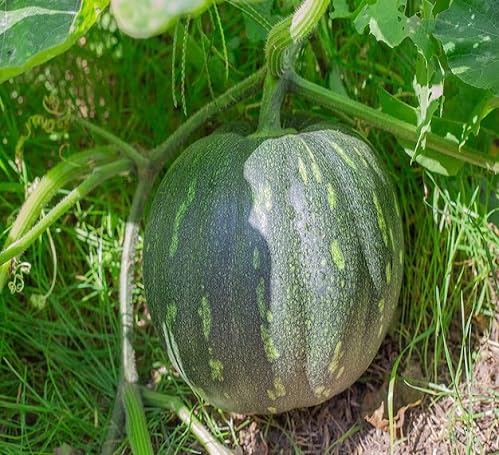 Nuevas semillas de calabaza verde frescas, 60 piezas