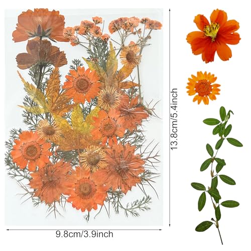 4 Pack Flores Secas Naturales para Resina y Manualidades miniatura 6