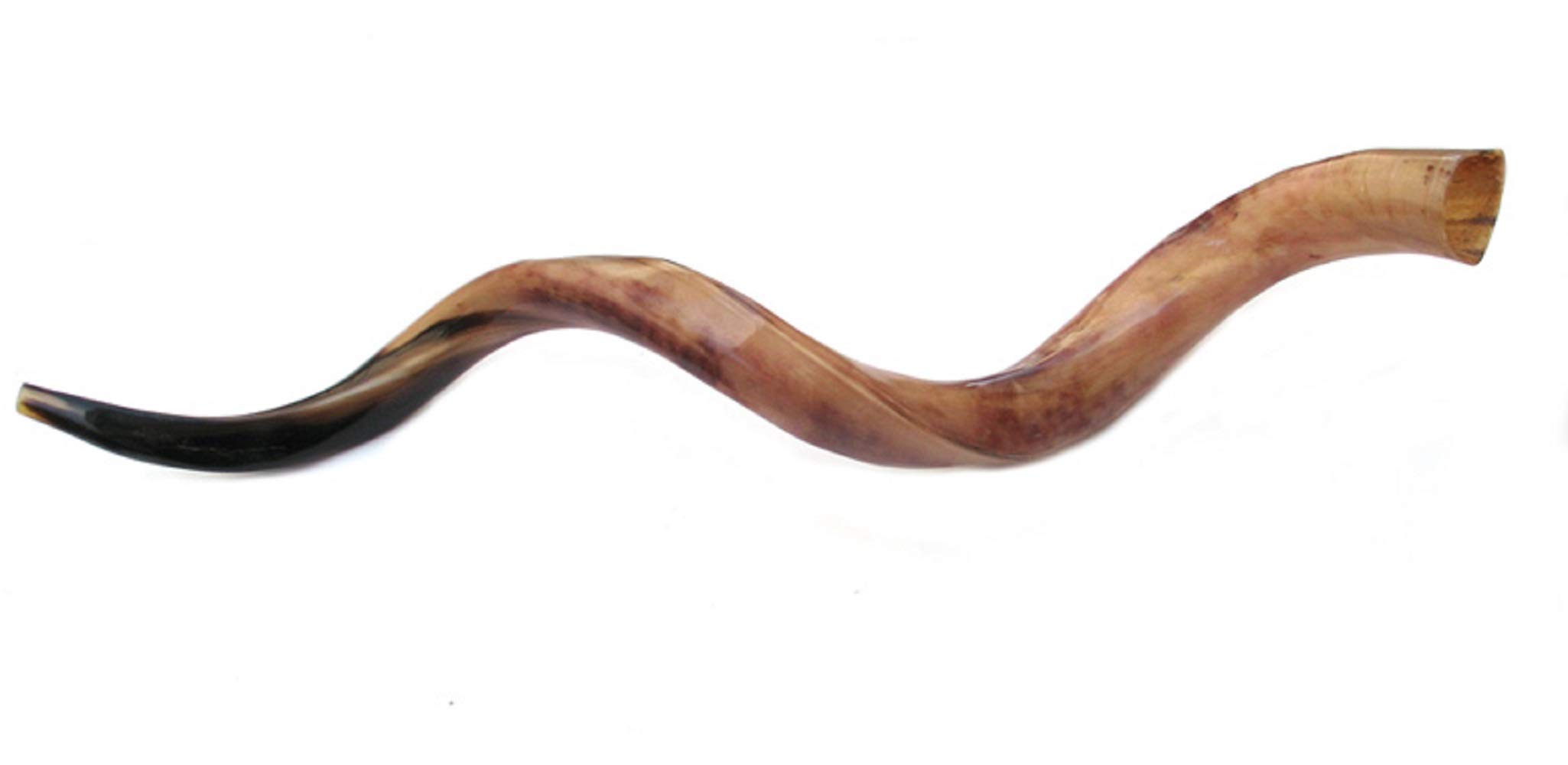 Jumbo Huge 104,1 cm Kudu Yemenit Horn Shofar Koscher All Polished
