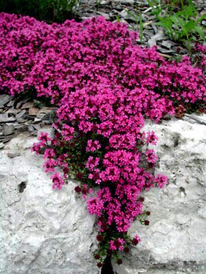 Red Supply Solution Elfin Thyme Seeds