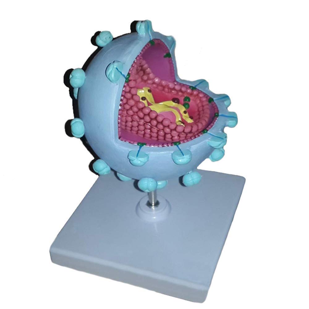 Modelo educativo AIDS-Modelo de virus - Modelo de enseñanza médica anatómica anatómica expandida del virus anatómico - Material de la demostración del modelo del virus humano del material de PVC