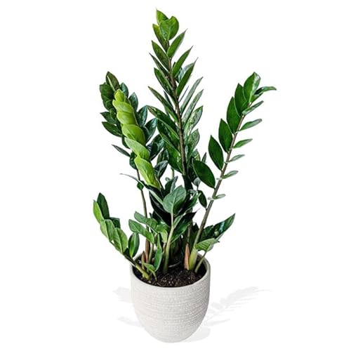Planta ZZ, planta de interior en maceta de cerámica, 55 cm, perfecta decoración del hogar o regalo de inauguración de la casa Cover