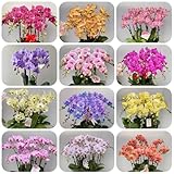 semillas de orquídeas phalaenopsis - orquídeas - jardín de rocas resistentes phalaenopsis de balcón resistentes, para balcón 200pcs