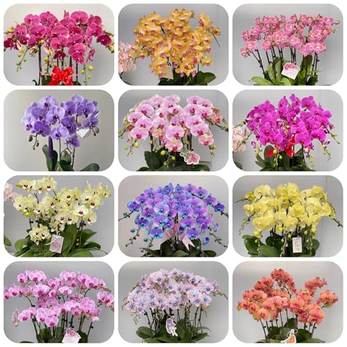 semillas de orquídeas phalaenopsis - orquídeas - jardín de rocas resistentes phalaenopsis de balcón resistentes, para balcón 200pcs