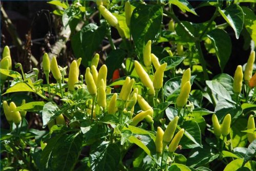 Amazon.com : Clovers Garden Tabasco Pepper Plants- Two (2) Live Plants   Non-GMO - Not Seeds  Each 4"-8" Tall in 4 Inch Pots - Medium Hot : Patio,  Lawn & Garden