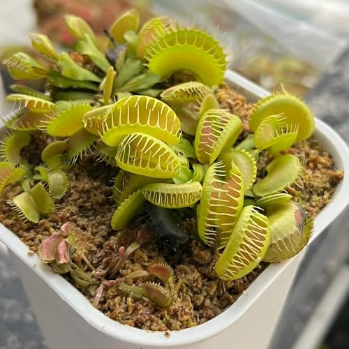 Semi di Venere acchiappamosche, da balcone semi rustici carnivora, biologici esotici Le perenni sono decorazione 20pcs