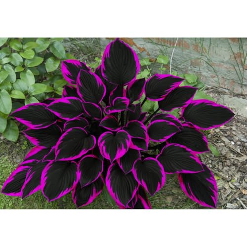 200pcs Mixed Hosta Seeds for Moderate Drought Tolerant Plants Indoor/Outdoor