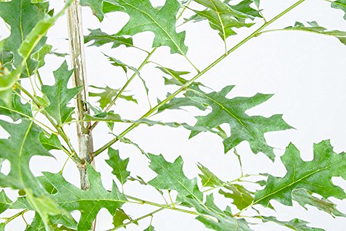 Perfect Plants Nuttall Oak Tree Live Plant, 4-5Ft, Includes Care Guide #TOP4