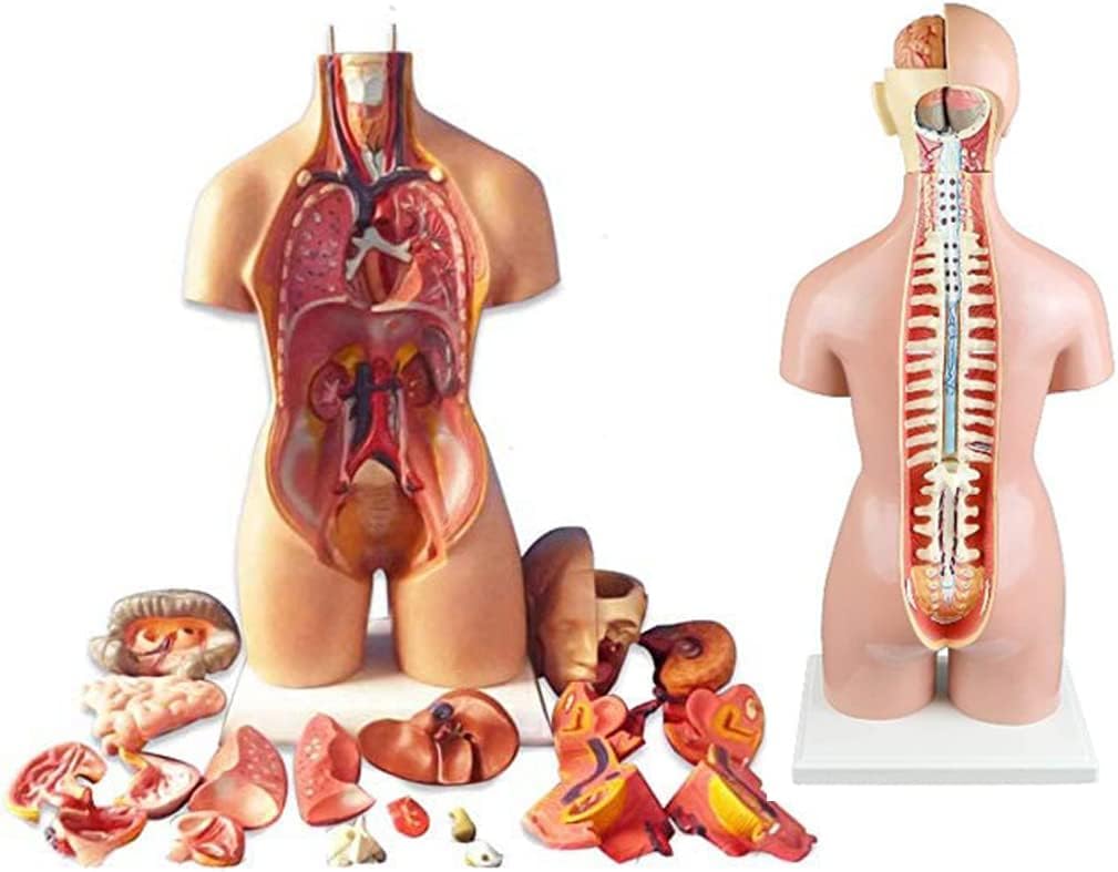 Modèle d’organes du corps humain amovible pour réviser les examens de santé