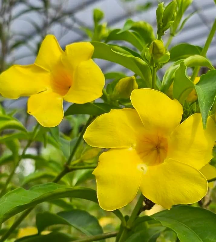 2 Allamanda Golden Butterfly Plants (Allamanda cathartica) - Live Rooted Starters (4-8 Inches) - Yellow Trumpet Vine or Bush - Tropical Flowering Outdoor & Patio Plant