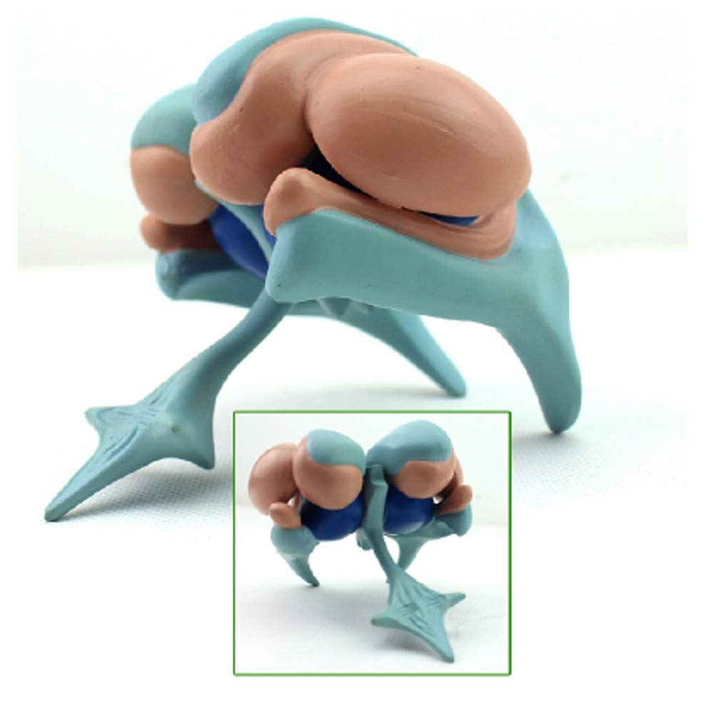 Lehrmodell, Modell des Menschlichen Gehirns, Basalganglien-Modell, Thalamus-Modell Für Anatomische Medizin, Studium, Unterricht, Naturwissenschaftliche Labordemonstration, Medizinische Modelle