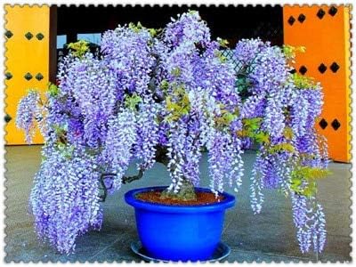 Amazon 販売10個藤の盆栽珍しい赤い藤の花盆栽の木々多年生の室内装飾鉢植えミニガーデン植物 1 果物 Amazon 販売10個藤の盆栽珍しい赤い藤の花盆栽の木々多年生の室内装飾鉢植えミニガーデン植物 1 果物