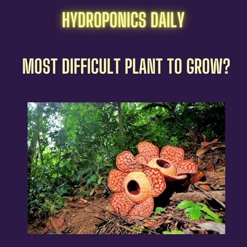 Page de couverture de Rafflesia: The World's Hardest Plant to Grow