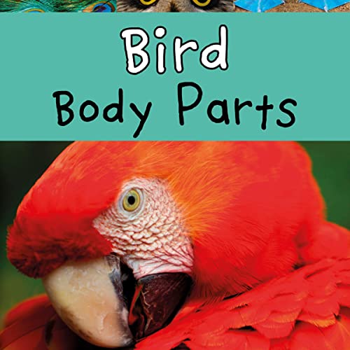 Bird Body Parts by Clare Lewis episode artwork
