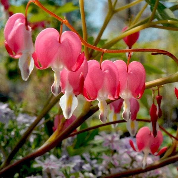 Mphmi Plant NCR Live Bleeding Heart Plant, Lamprocapnos spectabilis - Plant (B0CGP3FR45) Amazon Price History, Amazon Price Tracker