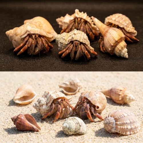 Image of 6PCS Hermit Crab Shells Large | Assorted Sea Conch 2 inch - 3.9 inch, Opening Size 1.5 inch - 2.5 inch | Natural Hermit Crab Growth Turbo Seashells Small Medium Large Hermit Crab Accessories Supplies