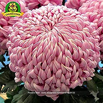Graines de chrysanthème de plante de maman chinoise Graines de fleurs vivaces rares Plantes de bonsaï d'intérieur pour la maison et le jardin Couleur mixte Paquet de 500 graines