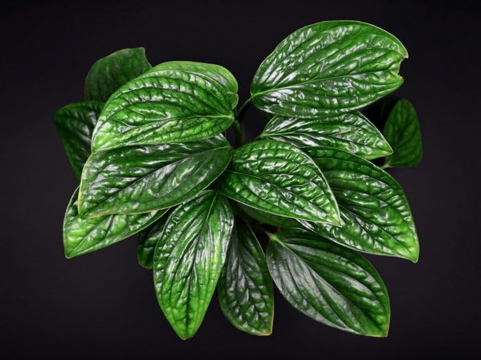 Creative Farmer Monstera Peru | Karstenianum Philodendron Opacum Rare  Natural Live Plant Best Indoor Air Purifier : Amazon.in: Garden & Outdoors