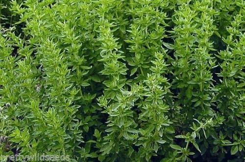 Risala Greek Oregano Culinary Herb Used in Pizzas Pasta sauces 2400-122,000 Seeds (10g)