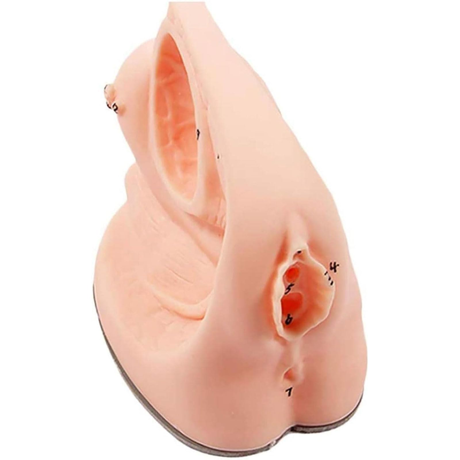 OUFEIJIA PVC Plastic Female Genital Organ Model Internal and External Catheterization Teaching Models Anatomy Model for Teaching Use