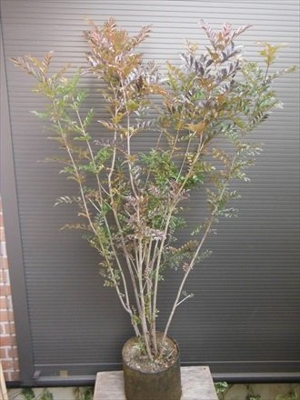 Amazon.co.jp: シマトネリコ 7本以上の株立ち 全長160CM 常緑樹 : DIY