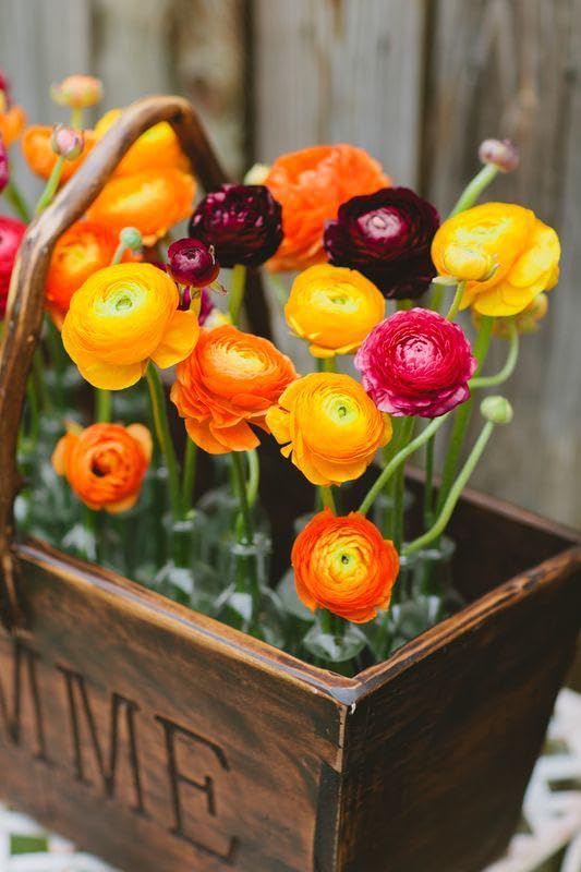 SVG Ranunculus flower bulbs for Your Garden | mixed color Ranunculus Flowering Plants Bulbs | all season Flowering bulb for Planters pack of 1 bulb (B0CP996PVR) Amazon Price History, Amazon Price Tracker