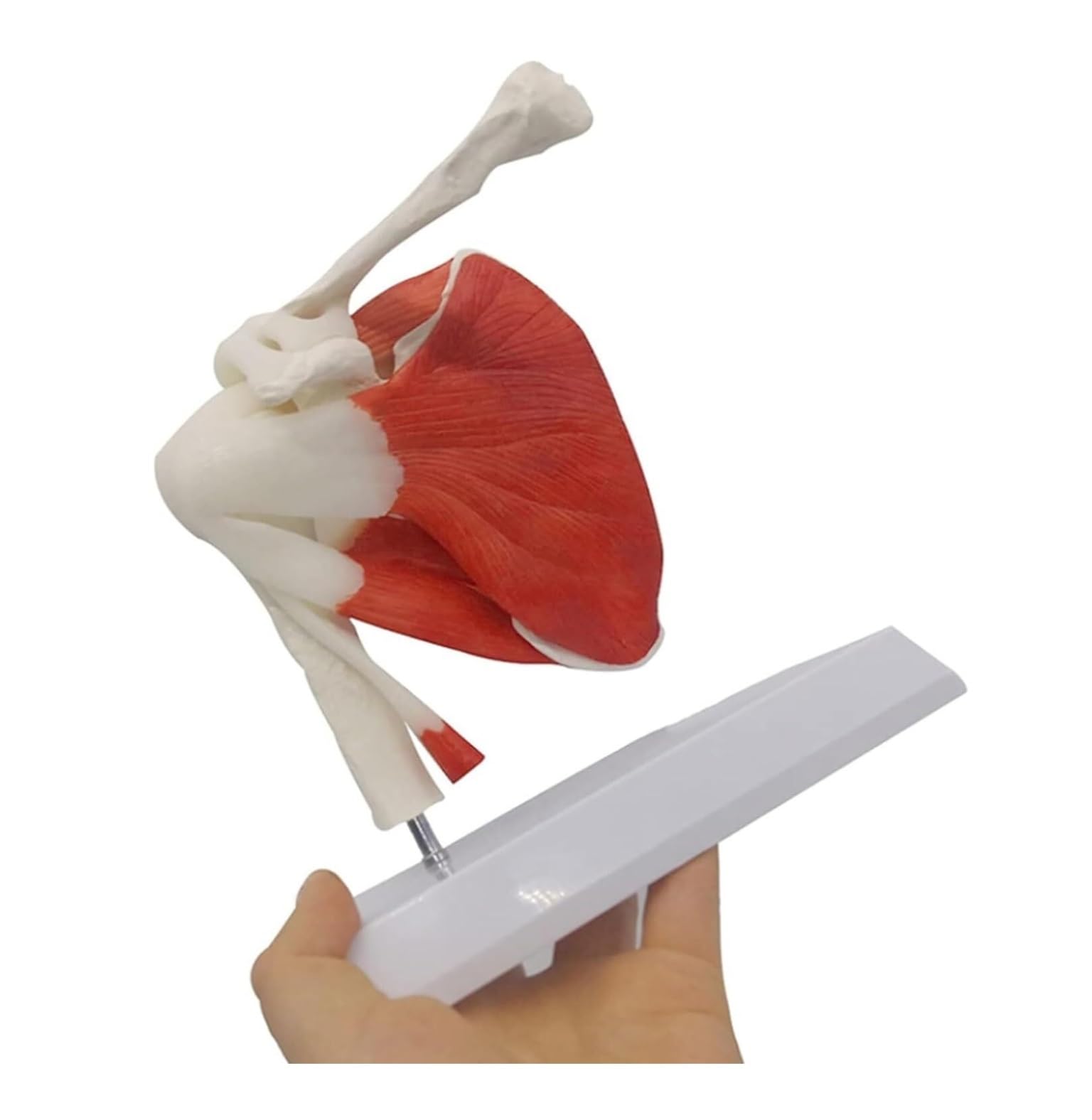 Herramienta De Enseñanza Modelo De Ligamento Articulación Del Hombro Humano, Esqueleto Anatómico Con Base Desmontable Para Satisfacer La Enseñanza O Investigación Anatomía Médica