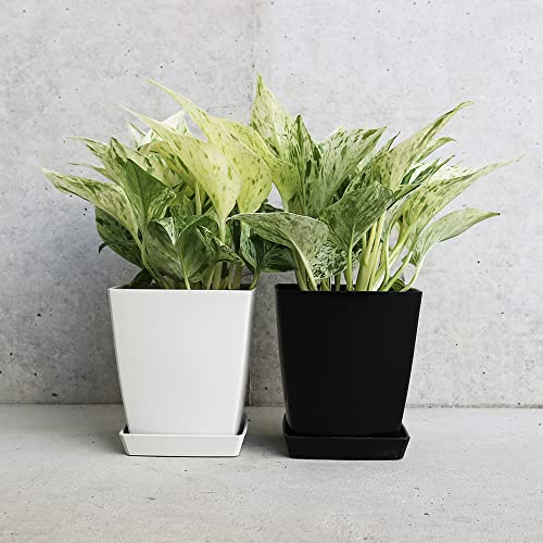 ポトス マーブルクイーン 角鉢4号 1個売り【品種で選べる観葉植物・リビングやオフィス向きサイズ】学名:Epipremnum aureum ‘Marble Queen’/サトイモ科エプピレムヌム属 非耐寒性常緑つる性多年草/原産地:ソロモン諸島/別名:黄金