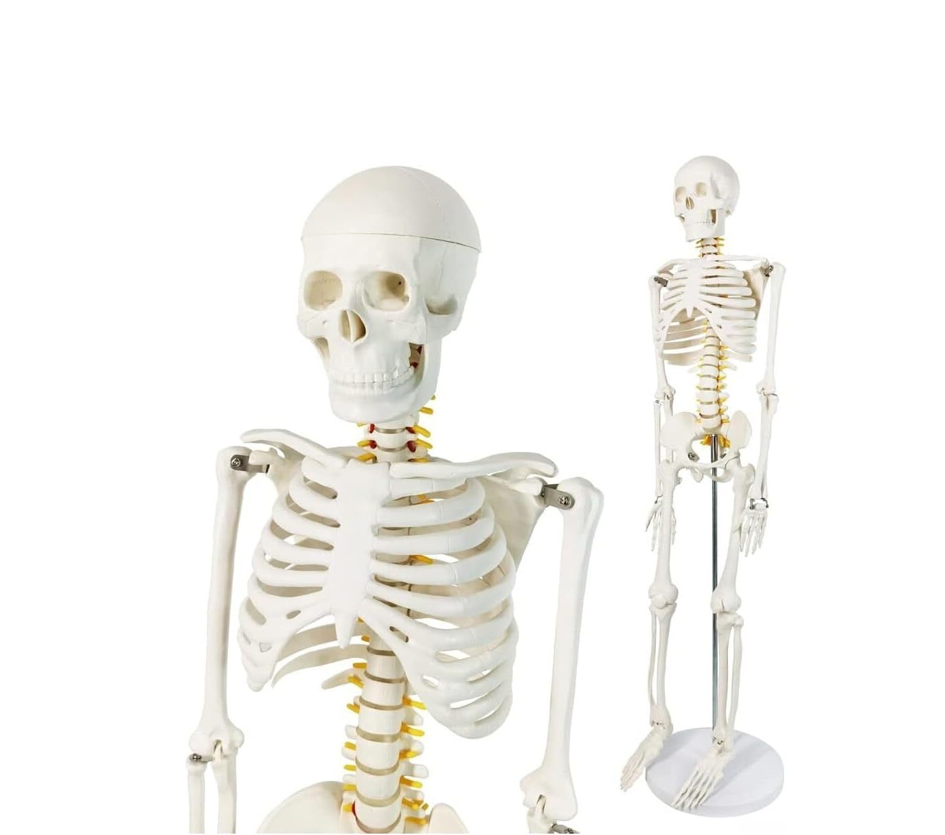 Mini-Modell eines menschlichen Skeletts, 85 cm, mit Nervensystem, abnehmbaren Armen und Beinen, 1 Stück