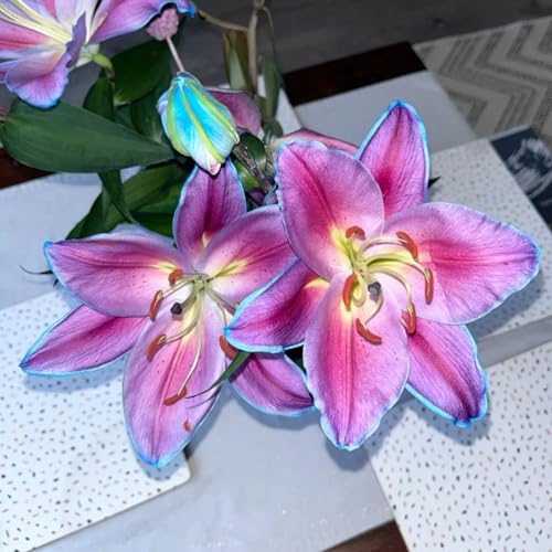 Giglio bulbi,Piante perenni,Giglio pianta vera,resistenti al freddo,Tagliare,Progettazione paesaggistica(non artificiali)-4 Bulbi-H