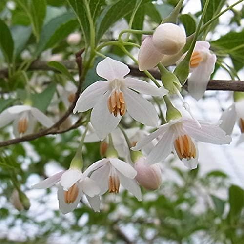 Amazon Co Jp エゴノキ エメラルド パゴダ8号ポット 大輪花を咲かせるエゴノキ 花木の苗木 Diy 工具 ガーデン